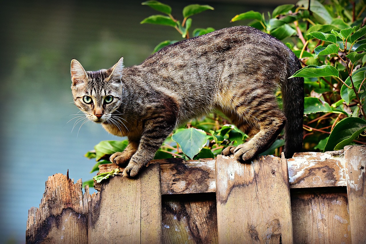 How to Train Your Cat to Accept Grooming